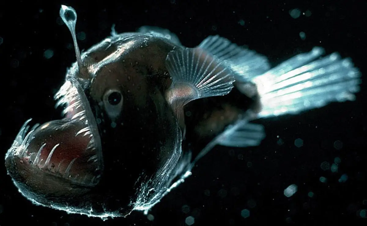ویدئو/ نخستین تصایر ضبط شده از ماهی عجیب و ترسناک Anglerfish