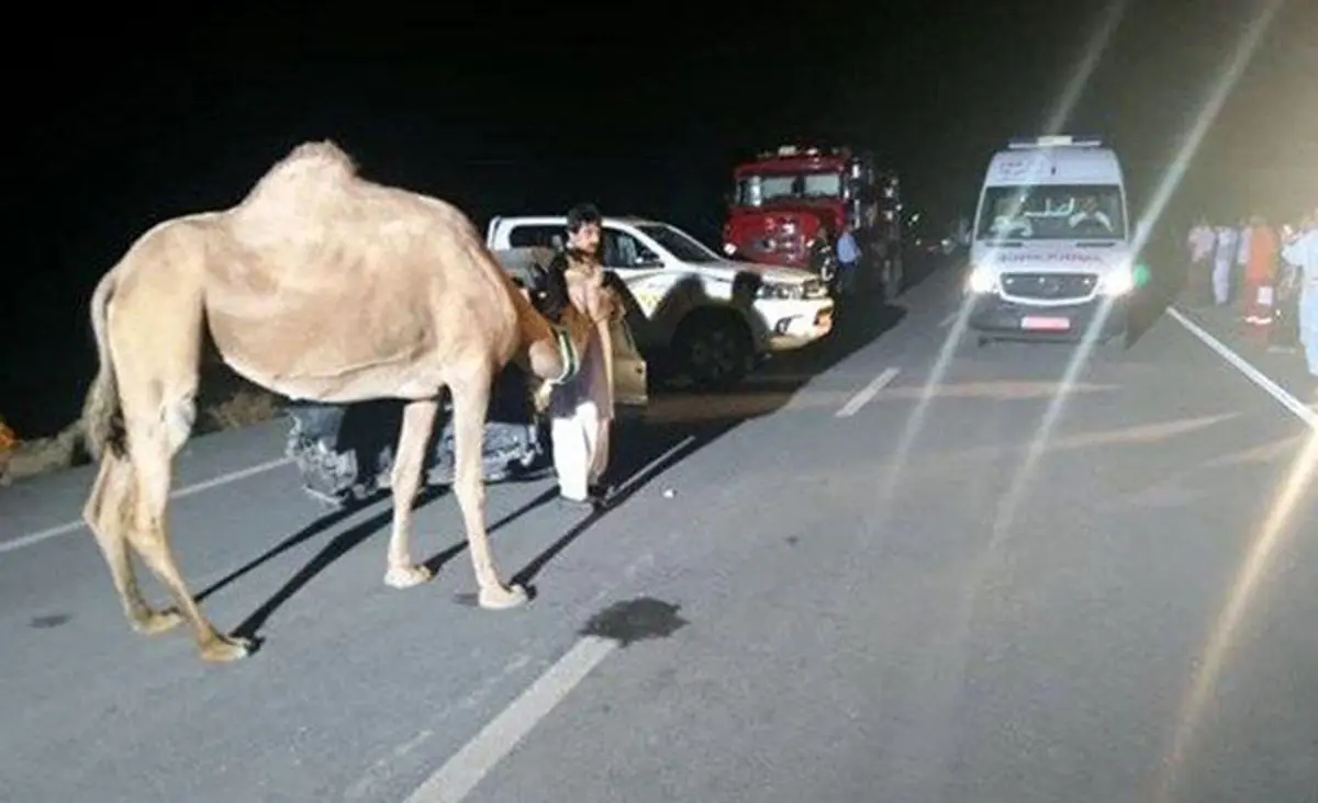 و ‌اینگونه‌ پراید‌ با‌ شتر تصادف کرد...