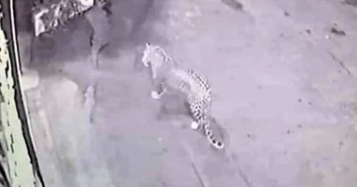 مشاهده پلنگ در پارک سرخهحصار