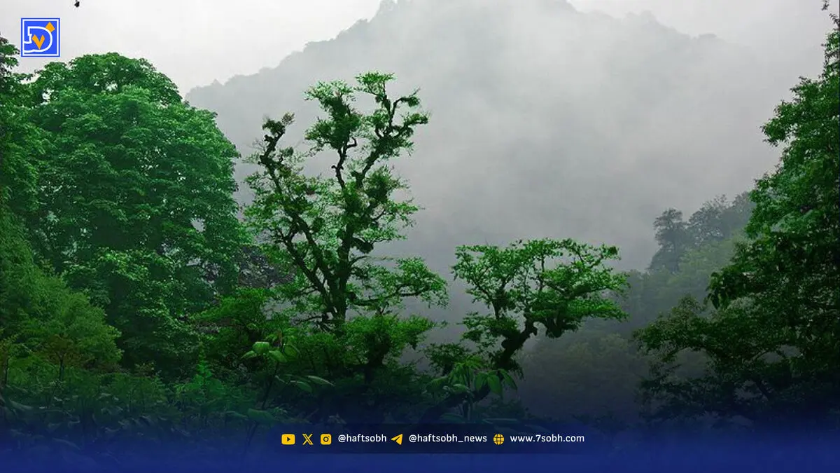 جنگل 10 سال در اتاق انتظار