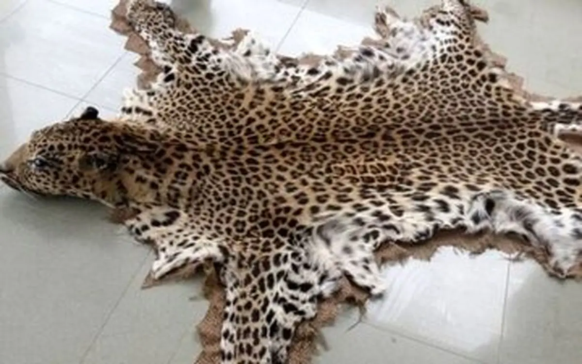 تجارت عجیب و غریب پوست حیوانات در فضای مجازی