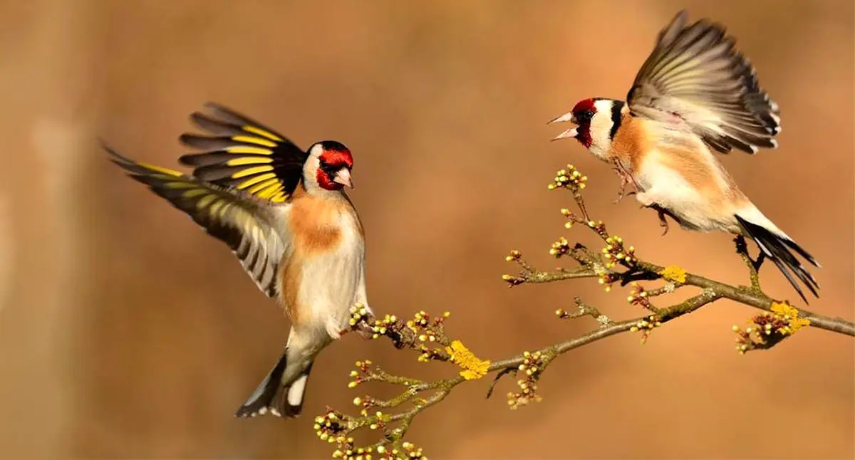 پرنده‌ها به‌دلیل «خیانت» از هم طلاق می‌گیرند