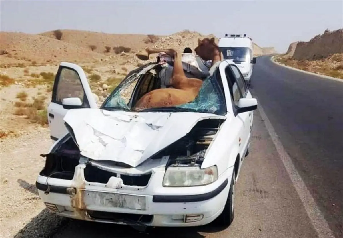 یک شتر جان چهار نفر را گرفت