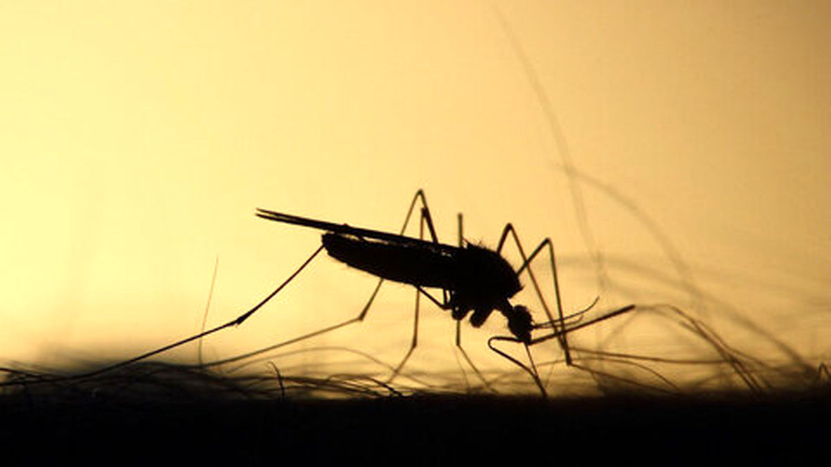 ببینید | تلاش ناکام یک پشه برای نیش زدن انسان