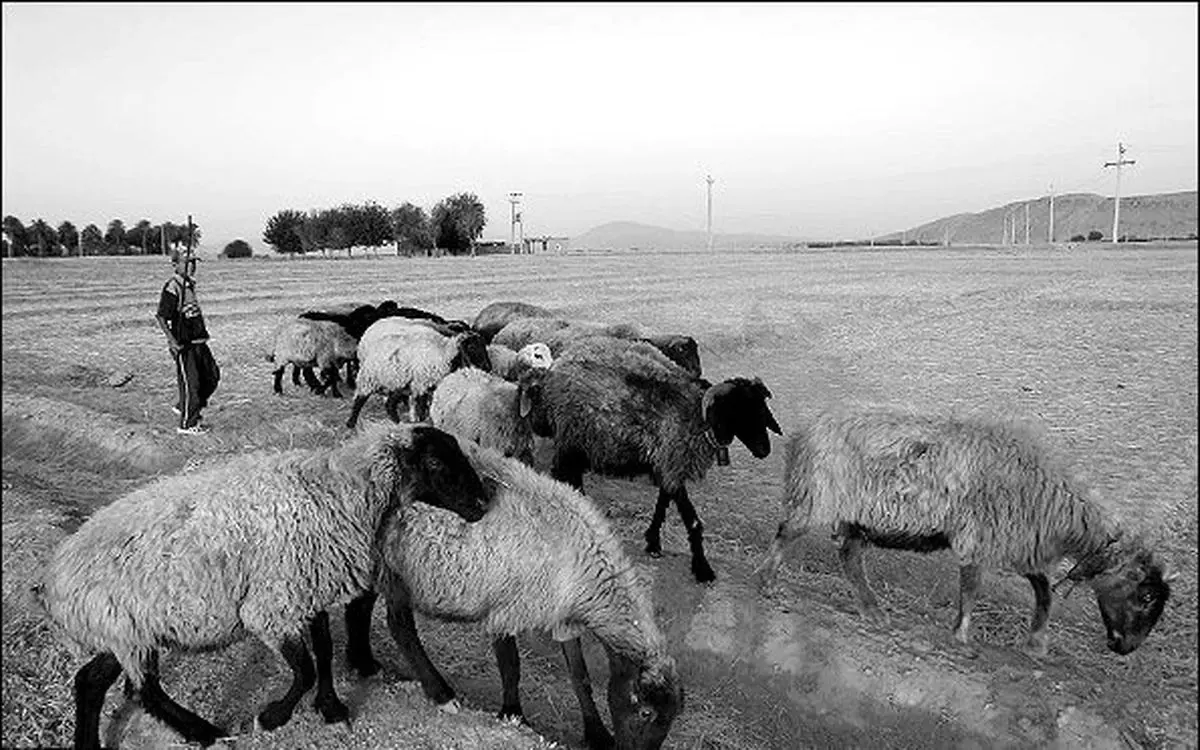 قتل چوپان ایرانی توسط مرزبانان ترکمنستانی + جزئیات