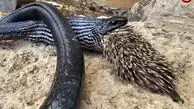 لقمه‌ای که در دهان مار گیر کرد و باعث مرگش شد
