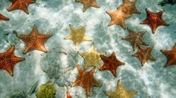 کشف جدید دانشمندان؛ سر ستاره دریایی کجاست؟