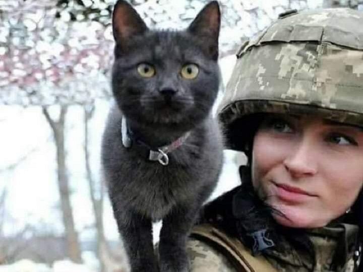 اعزام گربه‌ به خط مقدم جنگ اوکراین