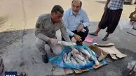 کشف محموله زبان حیوانات در میناب