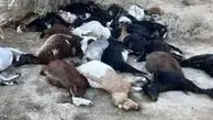 خفگی چوپان همراه با ۱۰۰ رأس گوسفندش در تریلی
