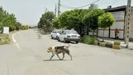 ‌سگ ولگرد ۱۶ نفر را لت و پار کرد