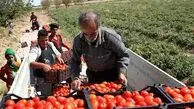 دلیل ‌‌جمع‌آوری گوجه‌فرنگی از سطح بازار چیست؟
