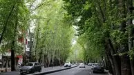تکذیب شایعه قطع درختان خیابان ولیعصر