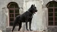حمله سگ نگهبان به ۱۱ شهروند مشهدی