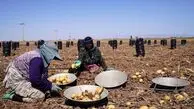 توضیحات وزیر جهاد کشاورزی درباره افزایش قیمت سیب‌زمینی