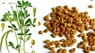 شنبلیله؛ گیاهی چندمنظوره با فواید شگفت‌انگیز برای سلامت و طعم‌دهی