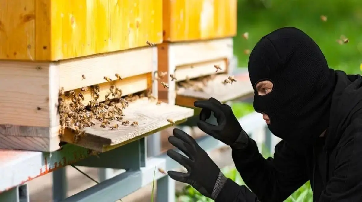 سرقت میلیاردی کندوی عسل در اصفهان