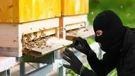 سرقت میلیاردی کندوی عسل در اصفهان