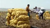 کشف بیش از ۲ هزار تن سیب‌زمینی احتکار شده