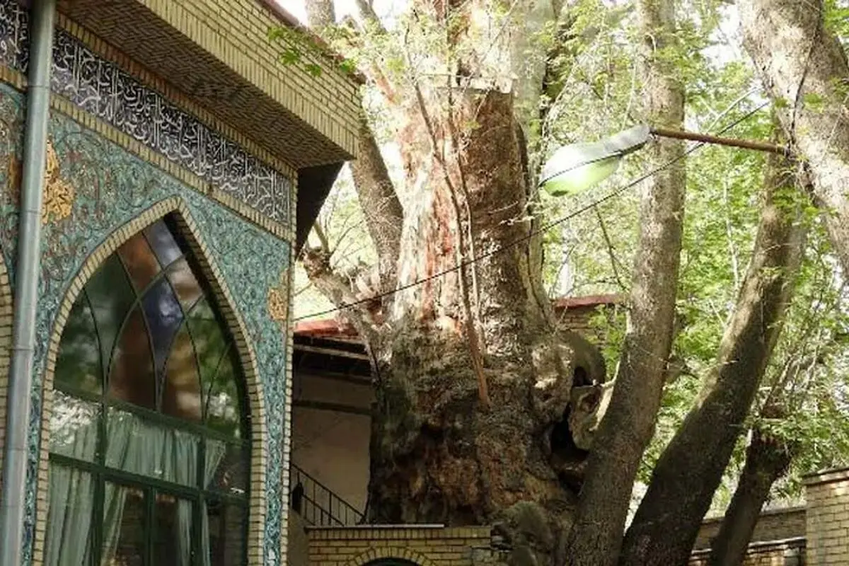 چنار تاریخی روستای برغان آتش گرفت