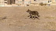 حمله گرگ به خانه روستایی در خوی