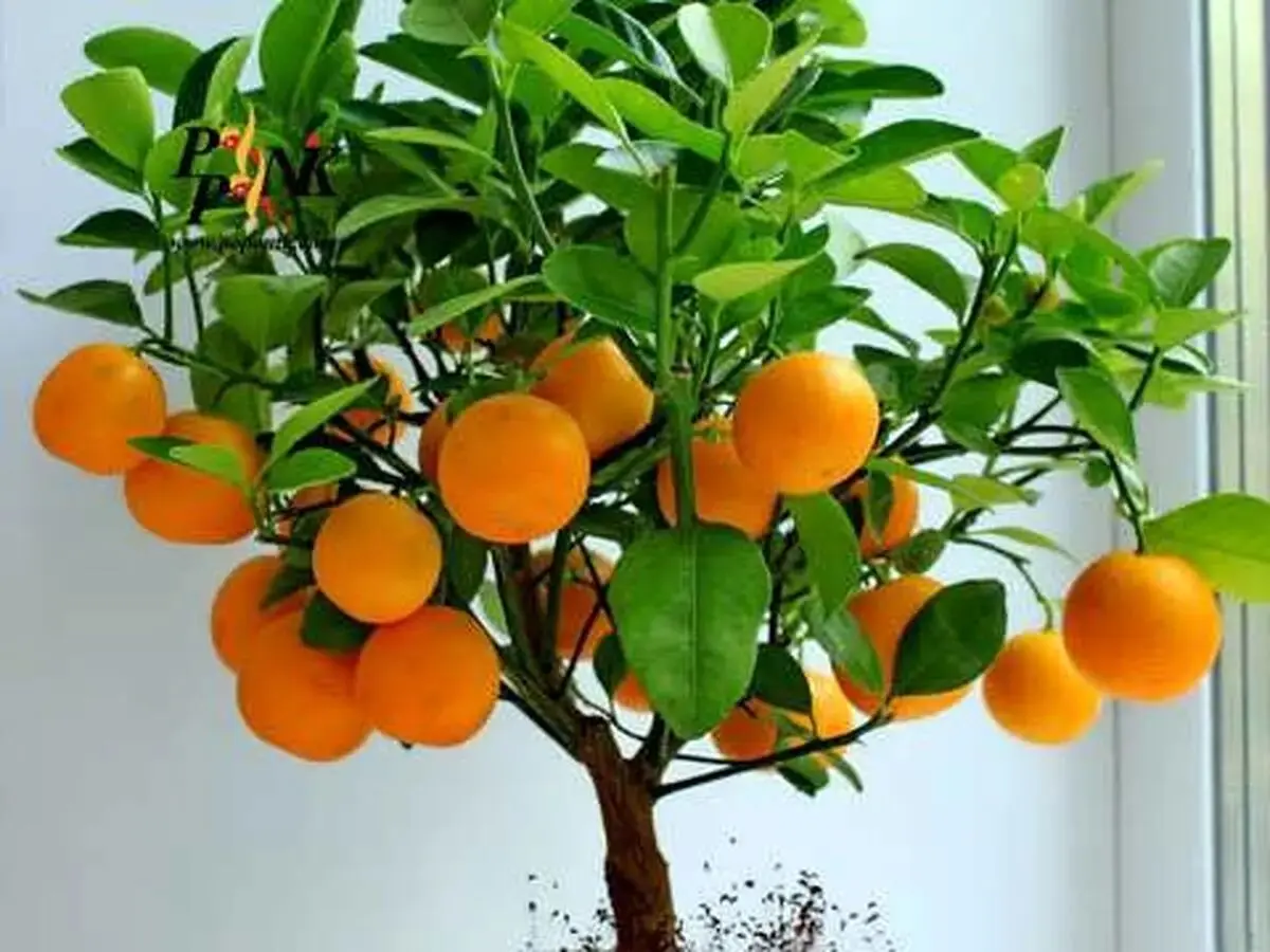 پرتقال؛ بمب ویتامین و آنتی‌اکسیدان برای بدن