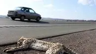 مرگ هر ساله و تلخ گونه‌های جانوری نادر در تصادفات جاده‌ای نوروز