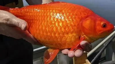 همراهی سمن‌ها با پردیسان