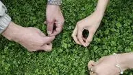 متن تبریک روز سیزده بدر