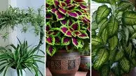 گیاهان آپارتمانی متفاوت; راهکارهایی برای نگهداری گل‌های آپارتمانی مقاوم+ عکس