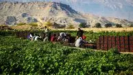 زلزله ۴.۱ ریشتری در بوشهر؛ بُردِخون لرزید