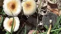 مسمومیت با قارچ‌های خودرو تهدیدی جدی در فصل بهار
