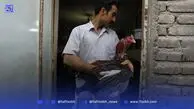 قاب امروز| عکس‌هایی از نبرد خشن و بی‌رحمانه خروس‌های لاری