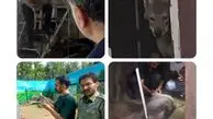 نگهداری گرگ در یک مغازه در کرج!