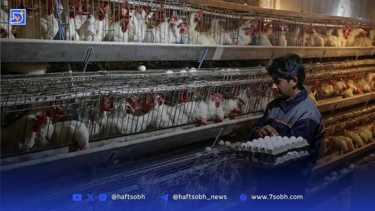 سقوط آزاد بازار تخم‌مرغ | تسلط دو مرغدار بر بازار صادراتی