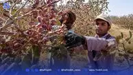 پسته؛ قربانی بعدی ناترازی| زنگ خطر برای امنیت غذایی و صادرات غیرنفتی