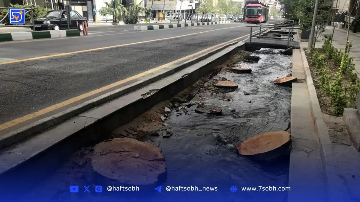 چنارهای تهران در صف مرگ | درختان دچار تنش آبی شدیدند