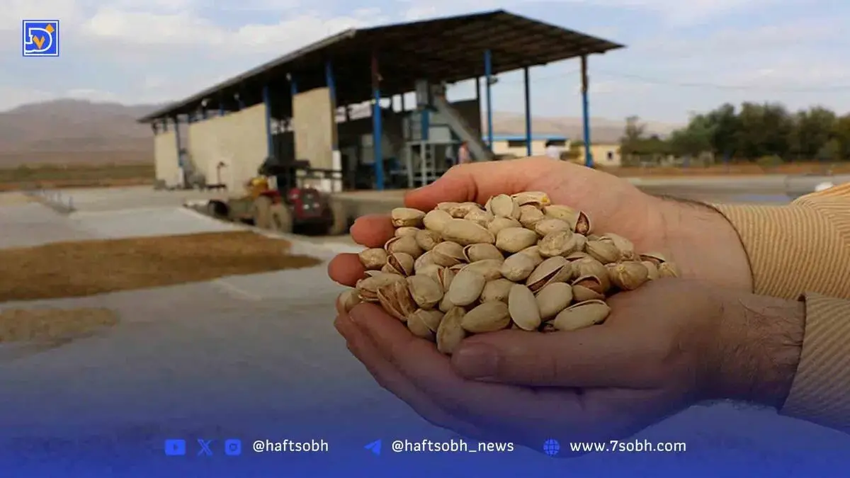 صادرات پسته ایرانی در یک‌قدمی ممنوعیت