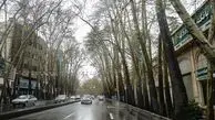 چنار بیست‌هزارم؛ رؤیای تلخ درختی از چنارستان ولیعصر