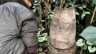 کشف گنج نفیس در باغچه خانه مادربزرگ