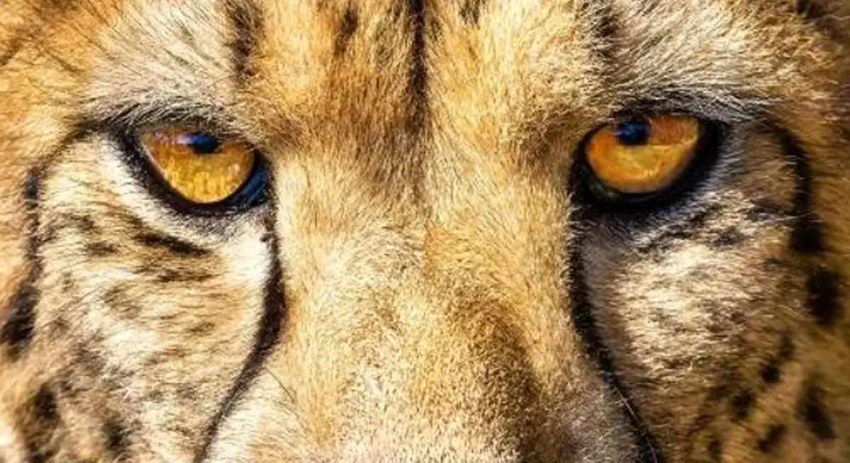 عکس فوق جذاب پلنگ ایرانی