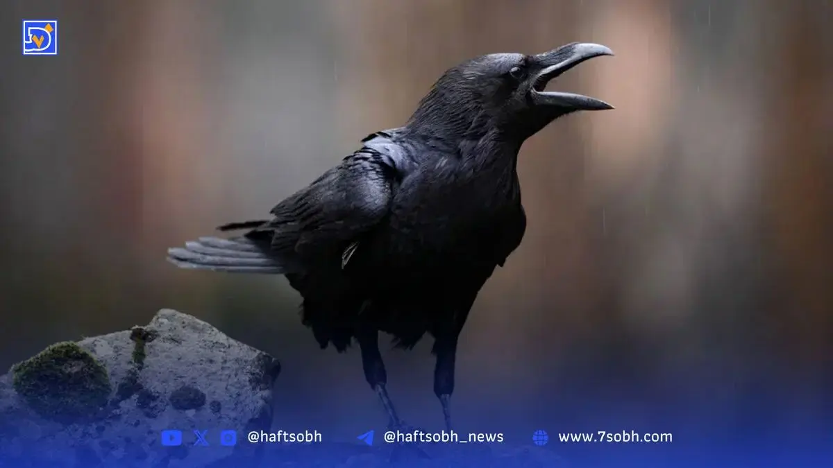 کلاغ‌های هندسه‌دان | نکات جالب و خواندنی درباره کلاغ‌ها که نمی‌دانید