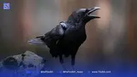 کلاغ‌های هندسه‌دان | نکات جالب و خواندنی درباره کلاغ‌ها که نمی‌دانید