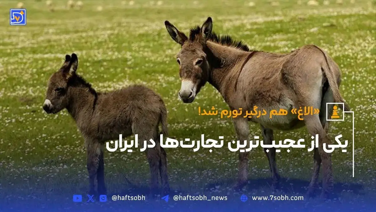 «الاغ» هم درگیر تورم شد‌!