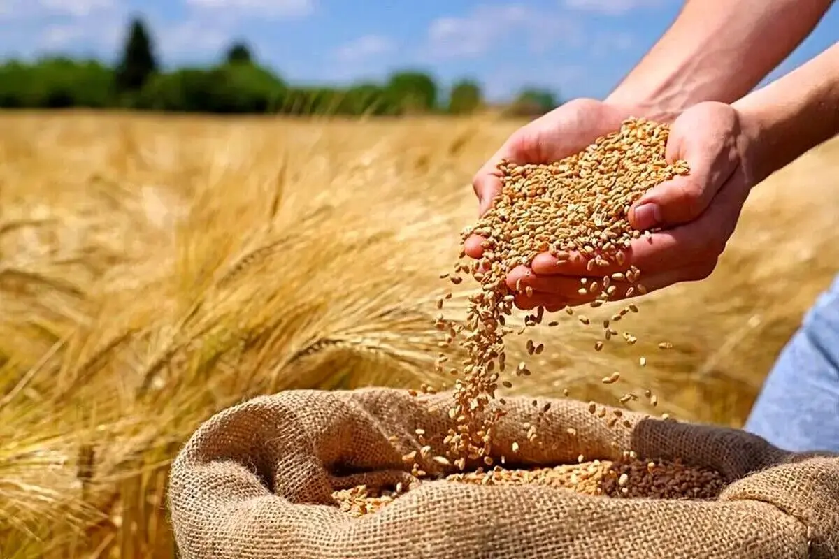 اعلام قیمت جدید گندم در ۸ اردیبهشت ۱۴۰۴