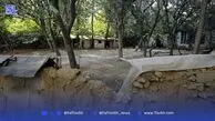 چنارهای ۵۰ میلیونی برای پایان کار قلابی