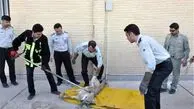 گرگ‌ها در تهرانپارس چه می‌خواستند؟‌