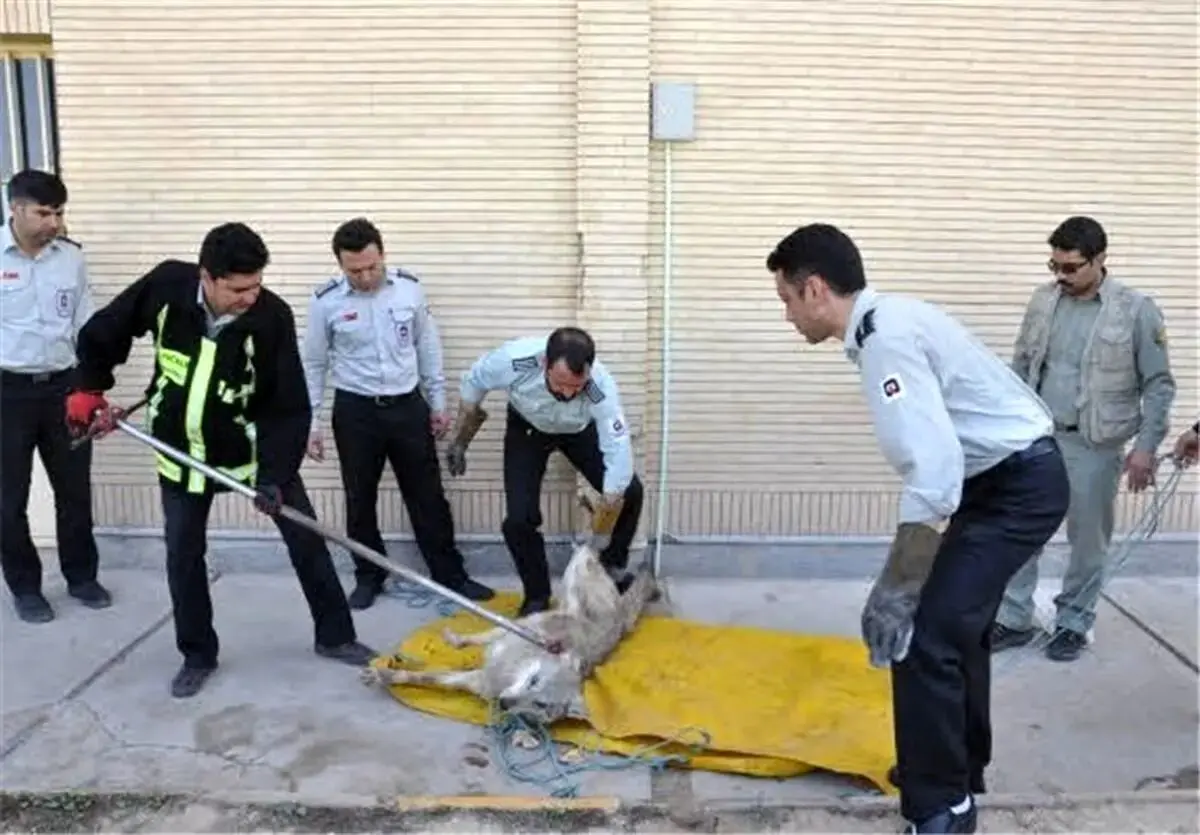 گرگ‌ها در تهرانپارس چه می‌خواستند؟‌