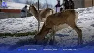خشکسالی‌؛ تهدیدی مضاعف برای حیات‌وحش جنوب ایران