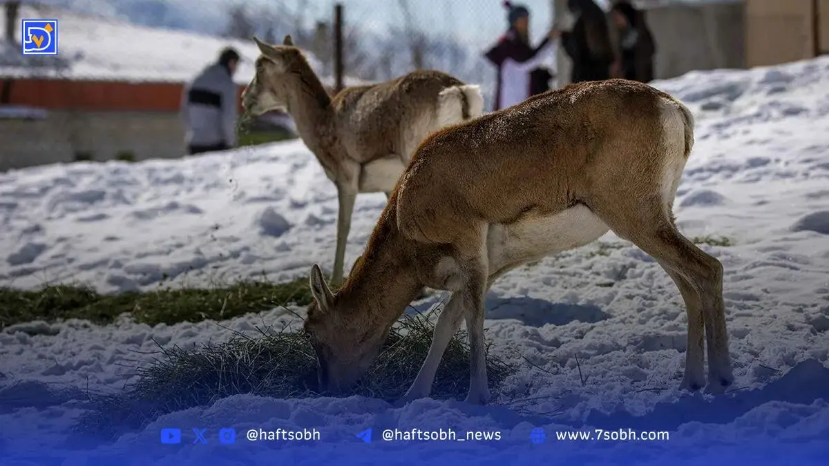 خشکسالی‌؛ تهدیدی مضاعف برای حیات‌وحش جنوب ایران
